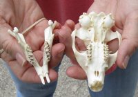 North American Groundhog Skull (Woodchuck) measuring 3-1/2 inches long and 2-1/4 inches wide - You will receive the skull in the photo for $30