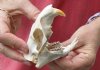 North American Groundhog Skull (Woodchuck) measuring 3-1/2 inches long and 2-1/2 inches wide - You will receive the skull in the photo for $30