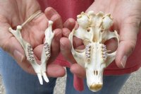 North American Groundhog Skull (Woodchuck) measuring 3-1/2 inches long and 2-1/2 inches wide for $30