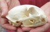 Bobcat Skull measuring 4-1/2 inches long. You are buying the skull shown for $49