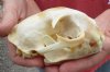 Bobcat Skull measuring 5 inches long. You are buying the skull shown for $49