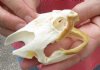 Common North American Snapping Turtle Skull 3-3/4 inches (You are buying the skull shown) for $44