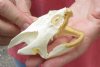 Common North American Snapping Turtle Skull 3-1/2 inches (You are buying the skull shown) for $44