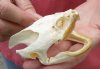 Common North American Snapping Turtle Skull 3-3/4 inches (You are buying the skull shown) for $44