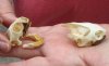 Two Common River Cooter Turtle Skulls, measuring 1-1/2 inches and 1-3/4 inches long (You are buying the skulls shown) for $25.00/lot