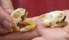 Two Common River Cooter Turtle Skulls, measuring 1-3/4 inches long (You are buying the skulls shown) for $25.00/lot