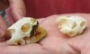 Two Common River Cooter Turtle Skulls, measuring 1-1/2 to 2 inches long (You are buying the skulls shown) for $25.00/lot