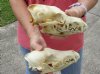 2 pc lot #2 grade coyote skulls for sale 7-1/4 inches long (damaged/reduced) - you are buying the 2 skulls pictured for $39/lot