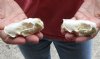 2 pc lot mink skulls for sale measuring 3 inches long (with jaws glued shut) - you are buying the two skulls pictured for $36/lot