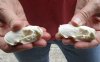 2 pc lot mink skulls for sale measuring 2-1/2 inches long (with jaws glued shut) - you are buying the two skulls pictured for $32/lot