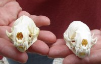 2 pc lot mink skulls for sale measuring 2-1/4 inches long (with jaws glued shut) - you are buying the two skulls pictured for $32/lot