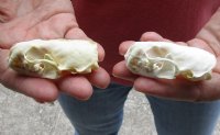2 pc lot mink skulls for sale measuring 2-1/4 inches long (with jaws glued shut) - you are buying the two skulls pictured for $32/lot