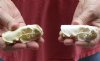 2 pc lot mink skulls for sale measuring 2-3/4 inches long (with jaws glued shut) - you are buying the two skulls pictured for $36/lotying the two skulls pictured for $32/lot