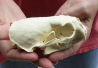 A-Grade North American Otter Skull 4-1/2 by 2-3/4 inches - You are buying this one for $49