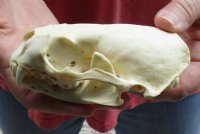 A-Grade North American Otter Skull 4-1/2 by 2-3/4 inches - You are buying this one for $49