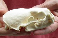 A-Grade North American Otter Skull 4-1/2 by 3 inches - You are buying this one for $49