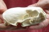 A-Grade North American Otter Skull 4-1/2 by 3 inches - You are buying this one for $49