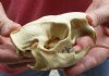 North American Porcupine Skull measuring 4 inches long by 2-1/2 inches wide - You are buying the one pictured for $40