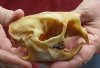 #2 grade North American Porcupine Skull measuring 4 inches long by 2-1/4 inches wide - You are buying the one pictured for $28