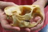 #2 grade North American Porcupine Skull measuring 4-3/4 inches long by 3-3/4 inches wide - You are buying the one pictured for $28