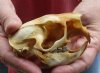 #2 grade North American Porcupine Skull measuring 3-3/4 inches long by 2-1/4 inches wide - You are buying the one pictured for $28