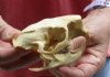 #2 grade North American Porcupine Skull measuring 3-3/4 inches long by 2-1/2 inches wide - You are buying the one pictured for $28