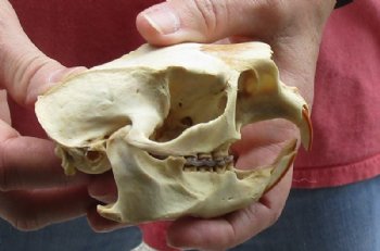 North American Porcupine Skull measuring 4-1/4 inches long by 2-1/2 inches wide for $28