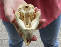 North American Porcupine Skull measuring 4-1/4 inches long by 2-1/2 inches wide - You are buying the one pictured for $40