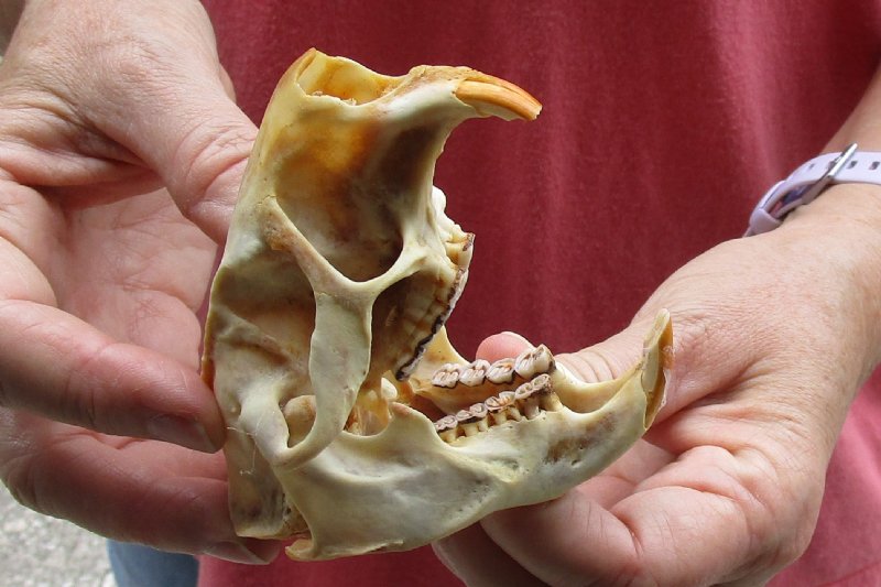North American Porcupine Skull