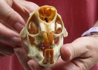 North American Porcupine Skull measuring 3-3/4 inches long by 2-1/2 inches wide for $28