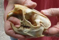 North American Porcupine Skull measuring 3-3/4 inches long by 2-1/2 inches wide for $28