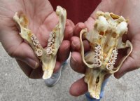 North American Porcupine Skull measuring 3-3/4 inches long by 2-1/2 inches wide for $28