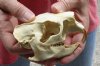 North American Porcupine Skull measuring 4-1/2 inches long by 3-1/4 inches wide - You are buying the one pictured for $40