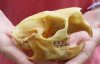 #2 grade North American Porcupine Skull measuring 4-1/4 inches long by 3-1/2 inches wide - You are buying the one pictured for $28
