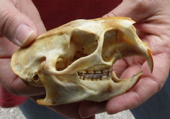 North American Porcupine Skull measuring 4 inches long by 2-1/2 inches wide for $28