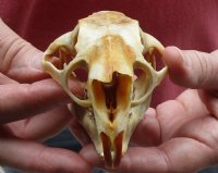 North American Porcupine Skull measuring 4 inches long by 2-1/2 inches wide for $40