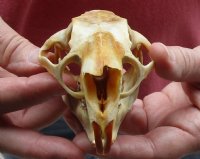 North American Porcupine Skull measuring 4 inches long by 2-1/2 inches wide for $28