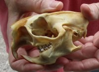 North American Porcupine Skull measuring 4 inches long by 2-1/2 inches wide for $28