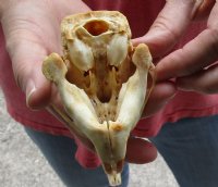 North American Porcupine Skull measuring 4 inches long by 2-1/2 inches wide for $40