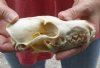 Red Fox Skull measuring 5-3/4 inches long. You are buying the skull pictured for $40