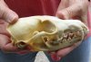 Red Fox Skull measuring 5-3/4 inches long. You are buying the skull pictured for $40