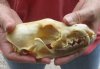 #2 Grade Red Fox Skull measuring 6 inches long. You are buying the skull pictured for $29