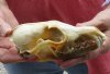 Red Fox Skull measuring 6 inches long. You are buying the skull pictured for $40