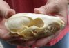 4-3/4 inches Gray Fox Skull for sale - You are buying the animal skull pictured for $40