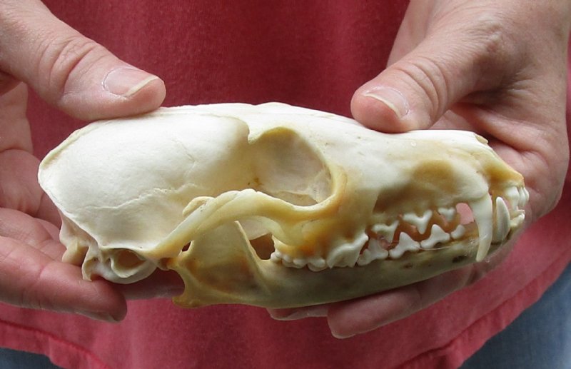 Red Fox Skull
