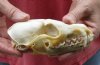 Red Fox Skull measuring 5-1/2 inches long. You are buying the skull pictured for $40