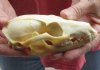 5-1/4 inches Gray Fox Skull for sale - You are buying the animal skull pictured for $40