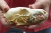 #2 Grade Red Fox Skull measuring 5-3/4 inches long. You are buying the skull pictured for $29