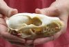 5 inches Gray Fox Skull for sale - You are buying the animal skull pictured for $40