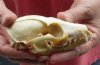4-3/4 inches Gray Fox Skull for sale - You are buying the animal skull pictured for $40